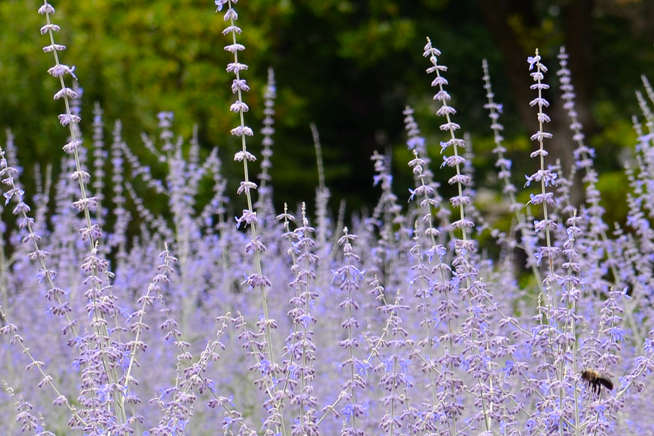 russian sage, prune, pruning, health, healthy, email lists, email marketing, emails, BombBomb